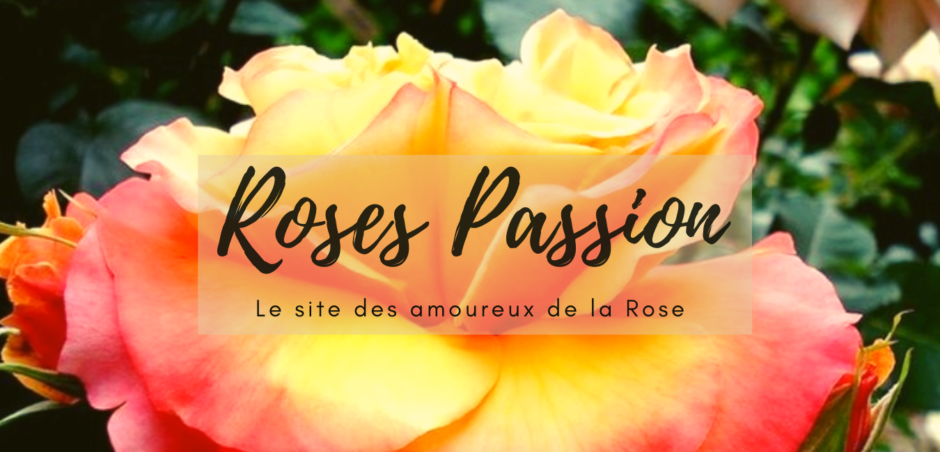 Roses Passion