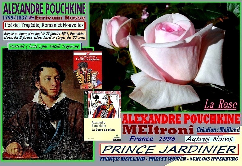 Rose alexandre pouchkine meitroni prince jardinier francis meilland pretty woman schloss ippenburg