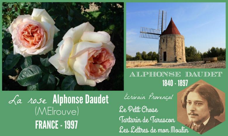 Rose alphonse daudet meirouve meilland france 1997 roses passion 2j