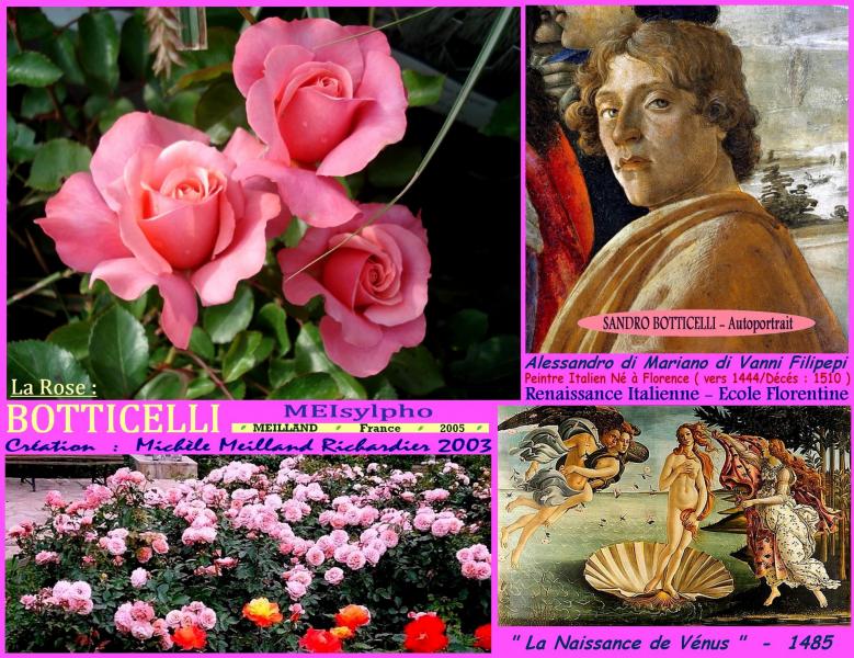 Rose botticelli meisylpho michele meilland richardier 2003 roses passion