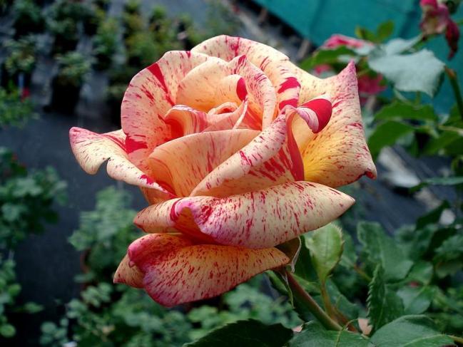 Rose broceliande 0646