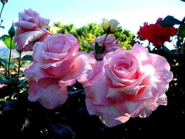 Rose carole bouquet 0047
