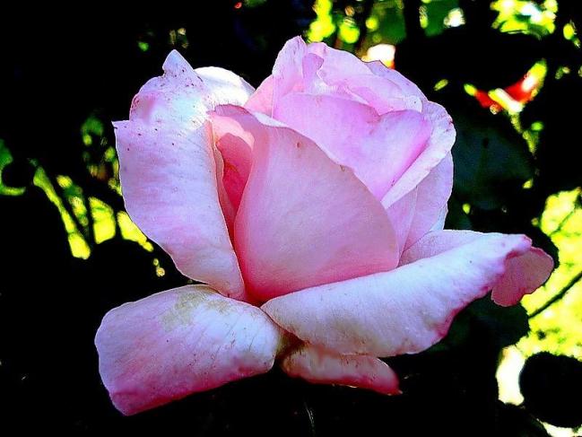 Rose carole bouquet 0118