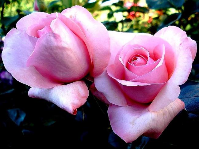 Rose carole bouquet 0206