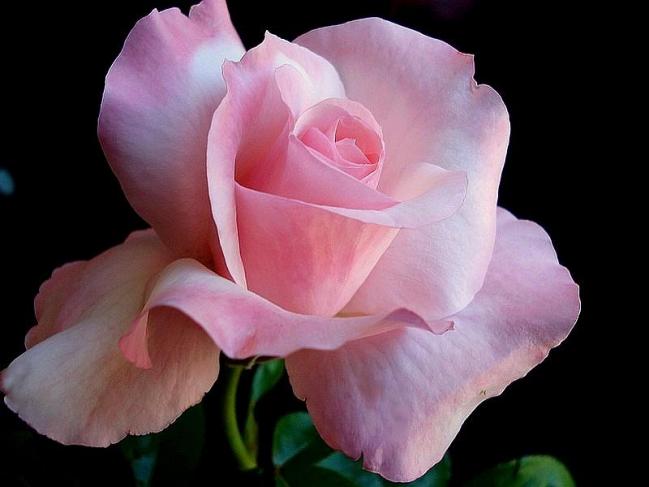 Rose carole bouquet 06176
