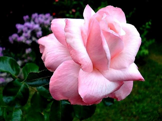 Rose carole bouquet 076