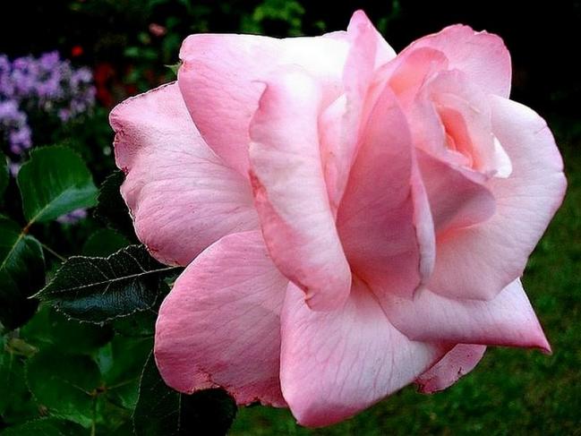 Rose carole bouquet 077