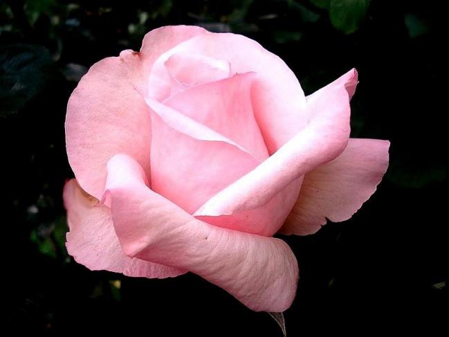 Rose carole bouquet 07737