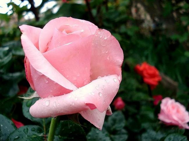 Rose carole bouquet 07937
