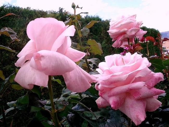 Rose carole bouquet 07972