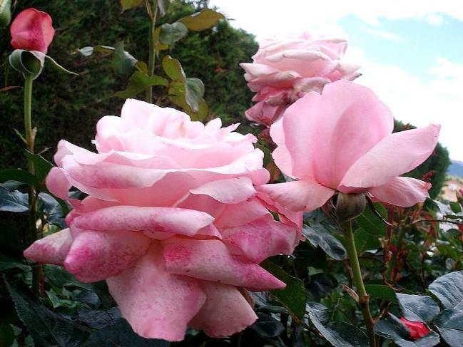 Rose carole bouquet 07973
