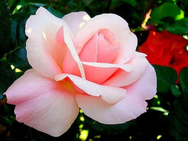 Rose carole bouquet 08022