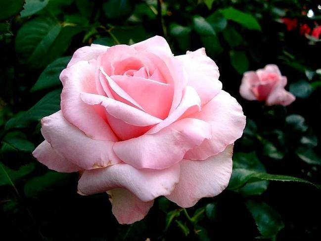 Rose carole bouquet 1197