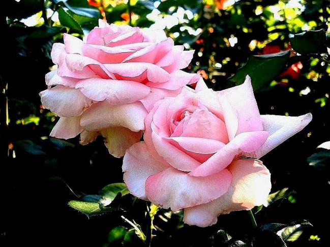 Rose carole bouquet 1232