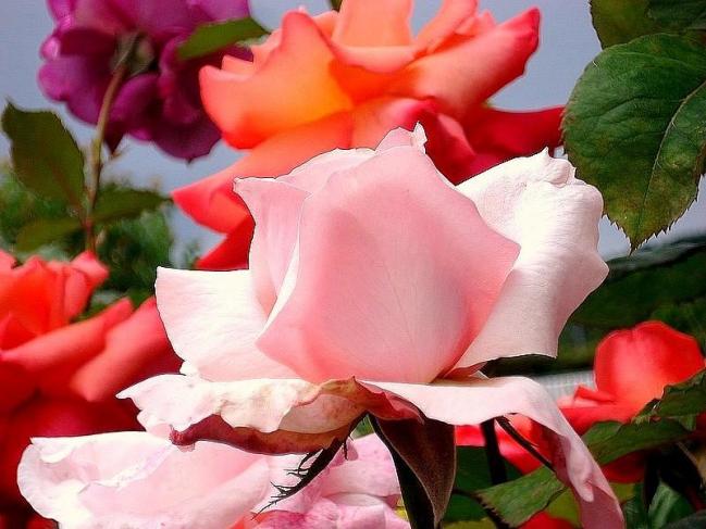 Rose carole bouquet 4570