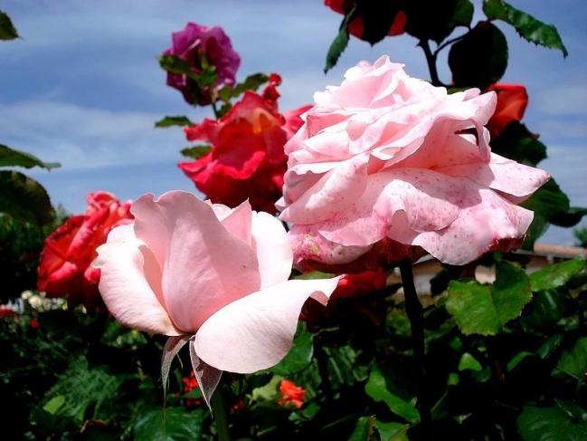 Rose carole bouquet 4657