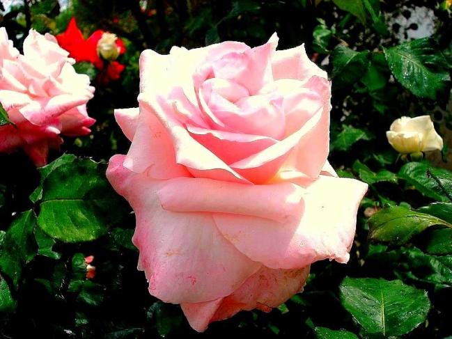 Rose carole bouquet 8075