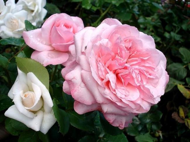 Rose carole bouquet royal philharmonic 08902