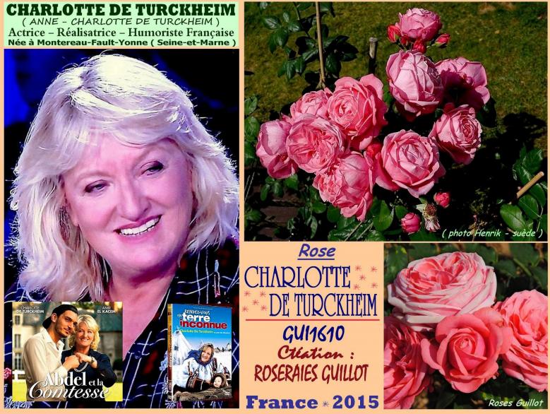 Rose charlotte de turckheim gui1610 roseraies guillot roses passion 2