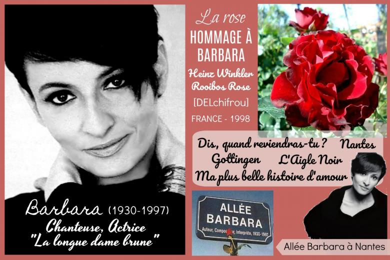 Rose hommage a barbara delchifrou heinz winkler rooibos rose france delbard roses passion