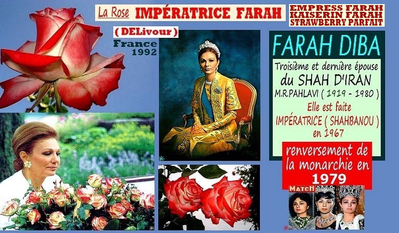 rose-imperatrice-farah-delivour-celebrites-empress-farah-kaiserin-farah-strawberry-parfait.jpg