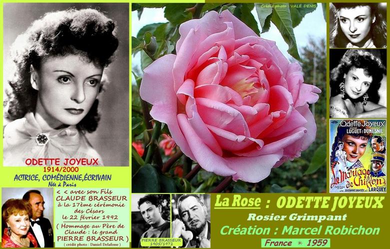 Rose odette joyeux grimpant marcel robichon 1959 roses passion
