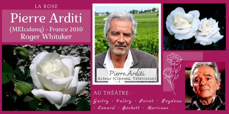 Rose pierre arditi x meicalanq x roger whittaker france x 2010 x roses passion x