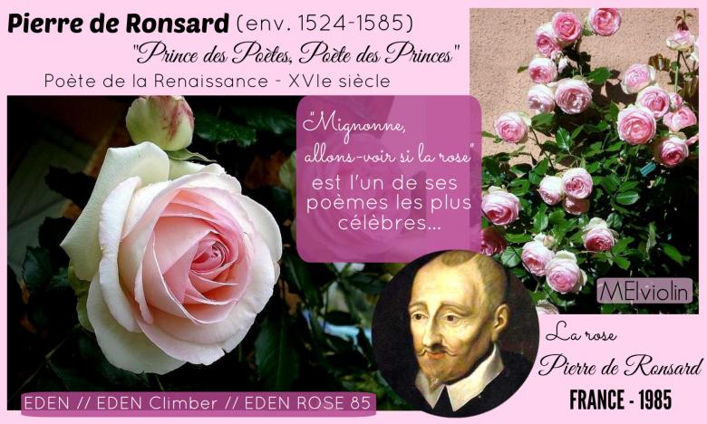 Rose pierre de ronsard meiviolin eden climber eden rose 85 meilland 1985 roses passion 2j