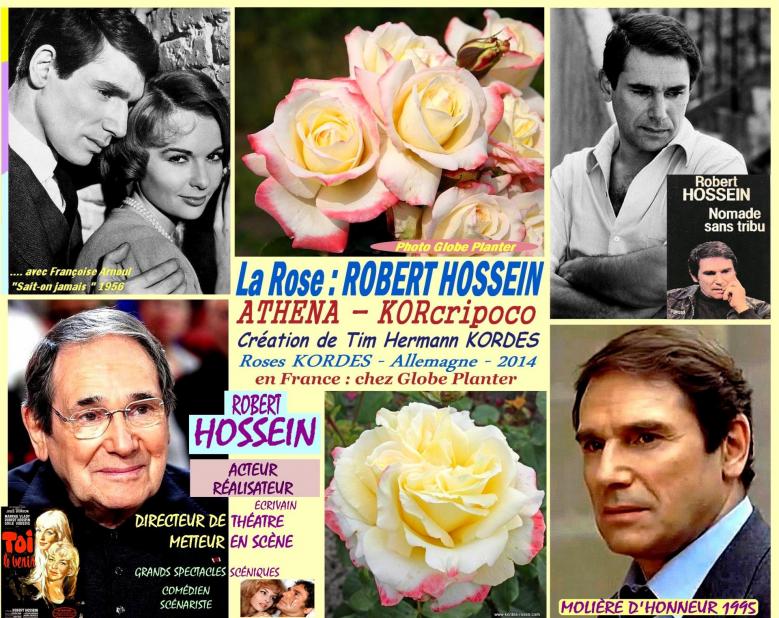 Rose robert hossein athena korcripoco kordes globe planter francoise arnoul roses passion