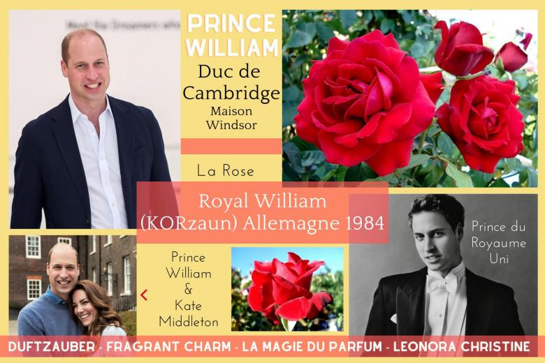 Rose royal william korzaun duftzauber fragrant charm la magie du parfum leonora christine roses pas