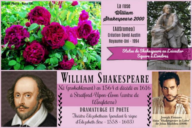 Rose william shakespeare ausromeo david austin roses passion