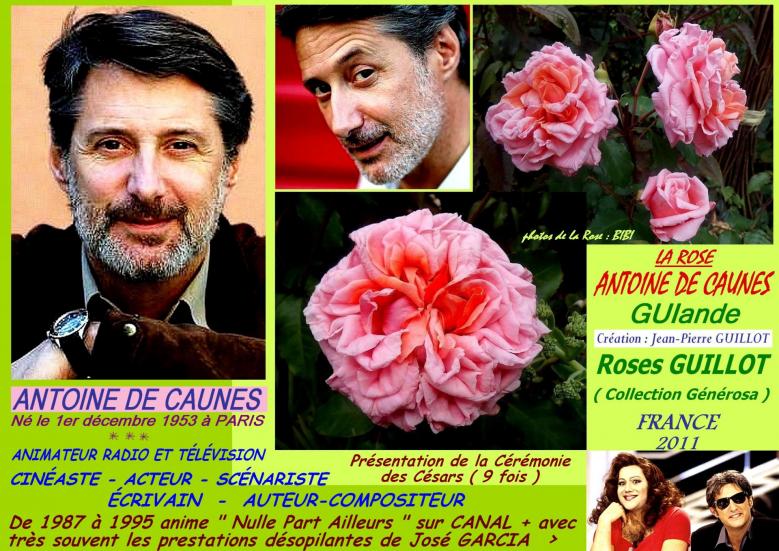Rose antoine de caunes guiande guillot france 2011 roses passion
