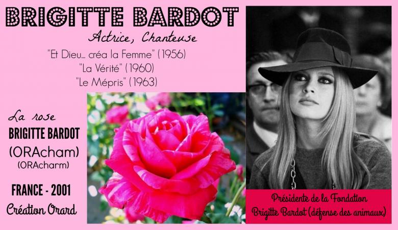 Rose brigitte bardot oracham oracharm ora 3231 94 orard france 2001 roses passion 2j