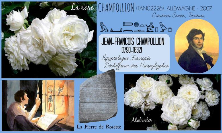 Rose champollion tan02226 alabaster evers tantau roses passion 2j
