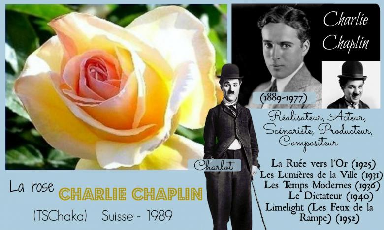 Rose charlie chaplin tschaka tschanz suisse 1989 roses passion 2j