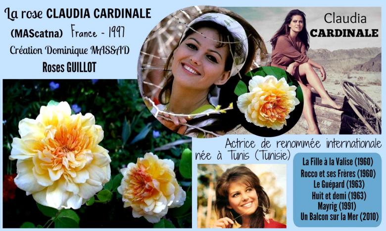 Rose claudia cardinale mascatna massad guillot france 1997 roses passion 2j