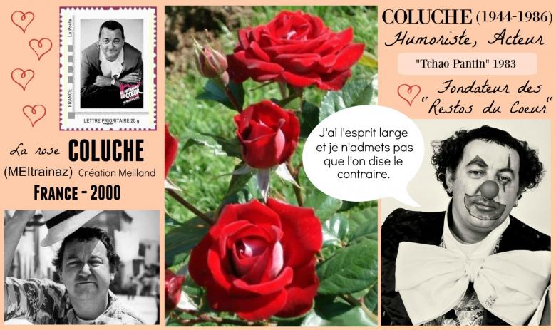 Rose coluche meitrainaz meilland france 2000 roses passion 2j