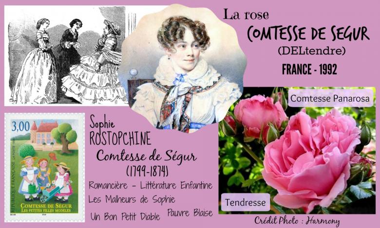 Rose comtesse de segur deltendre comtesse panarosa tendresse delbard france 1992 roses passion 2j