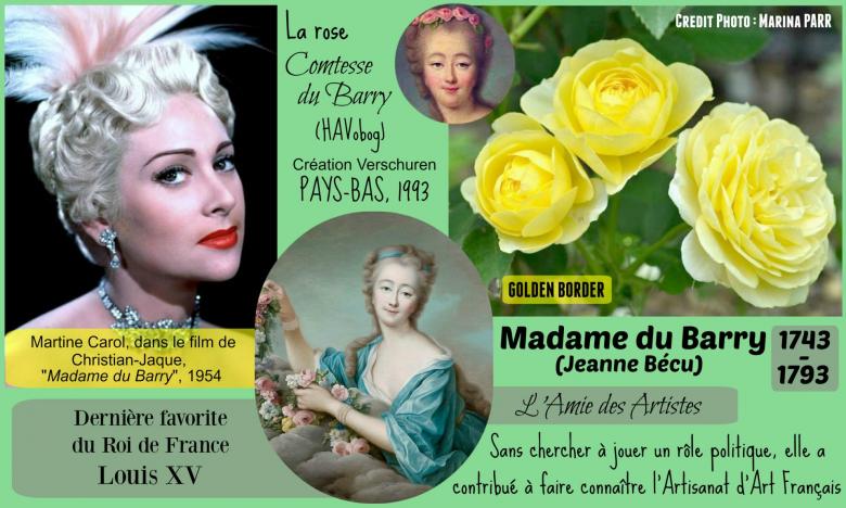 Rose comtesse du barry havobog golden border verschuren pays bas 1993 roses passion 2j