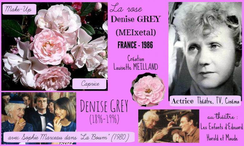 Rose denise grey meixetal make up caprice meilland france 1986 roses passion 2j