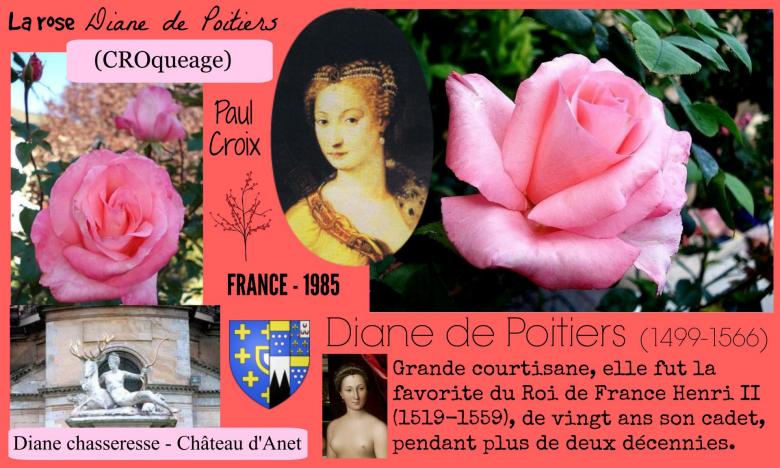 Rose diane de poitiers croqueage paul croix france 1985 roses passion 2j