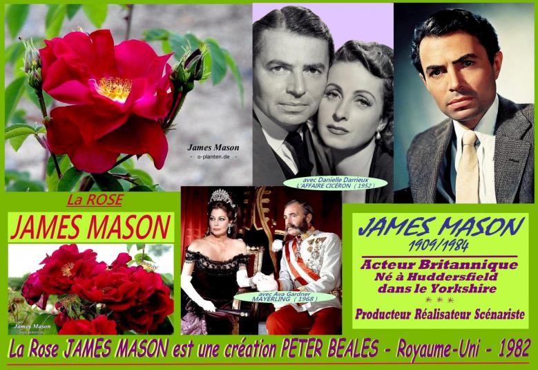 Rose james mason peter beales ava gardner danielle darrieux roses passion