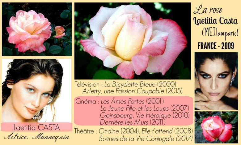 Rose laetitia casta meilampario meilland france 2009 roses passion 2j