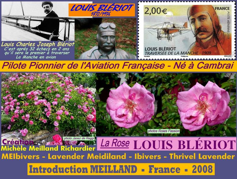 Rose louis bleriot meibivers lavender meidiland ibivers meilland 2008 roses passion