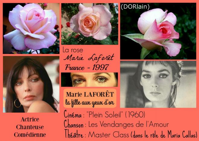 Rose marie laforet dorlain dorieux france 1997 roses passion 2j