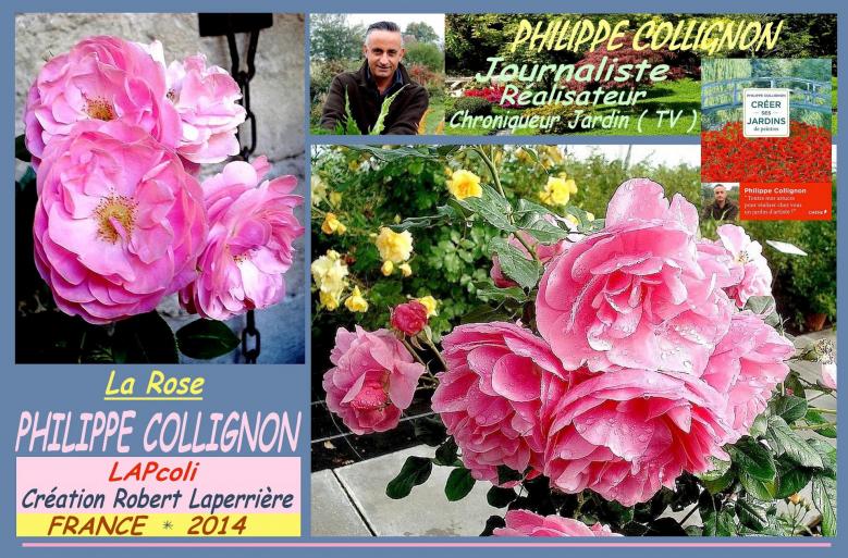 Rose philippe collignon lapcoli laperriere roses passion