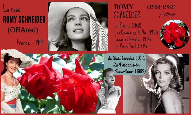 Rose romy schneider orared orard france 1991 roses passion 2j
