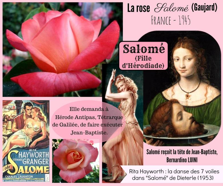 Rose salome gaujard celebrites roses passion