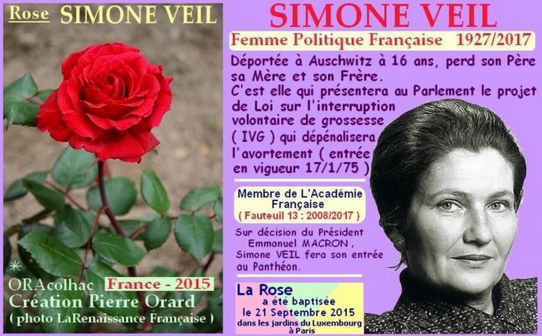 Rose simone veil oracolhac orard france 2015 roses passion 1