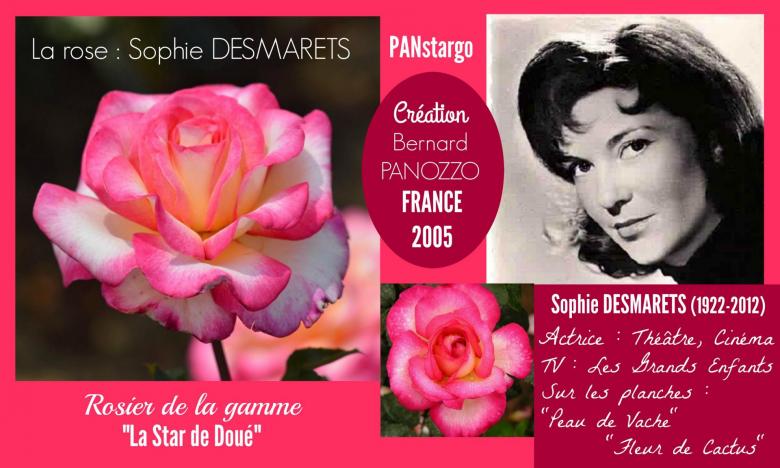 Rose sophie desmarets panstargo bernard panozzo france 2005 roses passion 2j